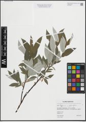 Foto von Salix lapponum L. x Salix phylicifolia L.